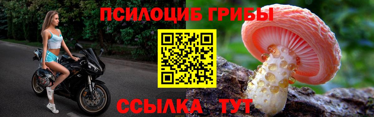 Галлюциногенные грибы Cubensis  Псилоцибиновые грибы мицелий  купить наркотики цена  Знаменск  Вход с VPN 